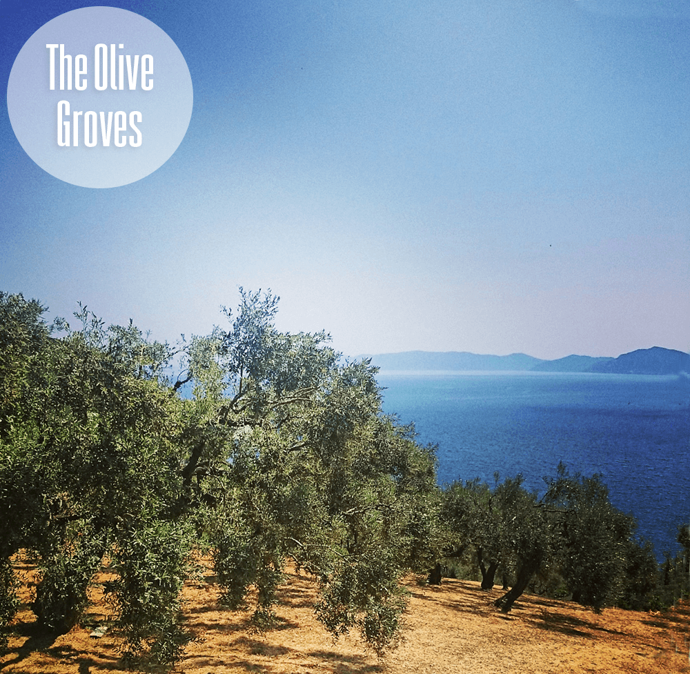 The Olive Groves