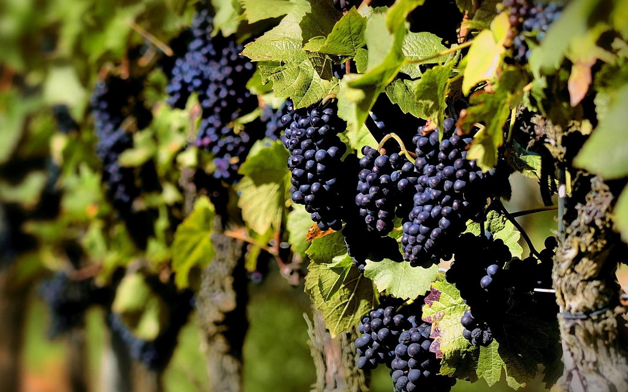 Fruit-Agriculture-Wine-Planting-Grape-Purple-1133201