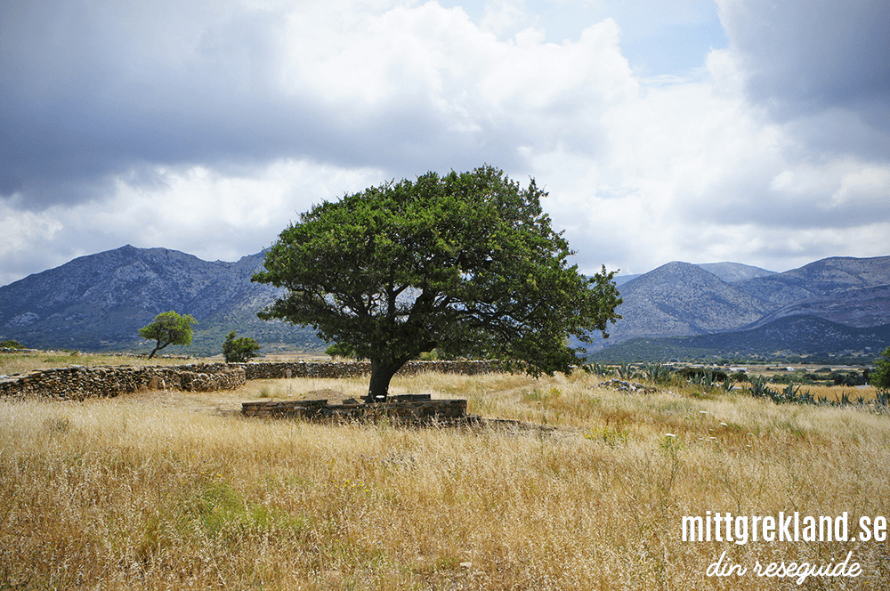 Träd vid Demetertemplet Naxos