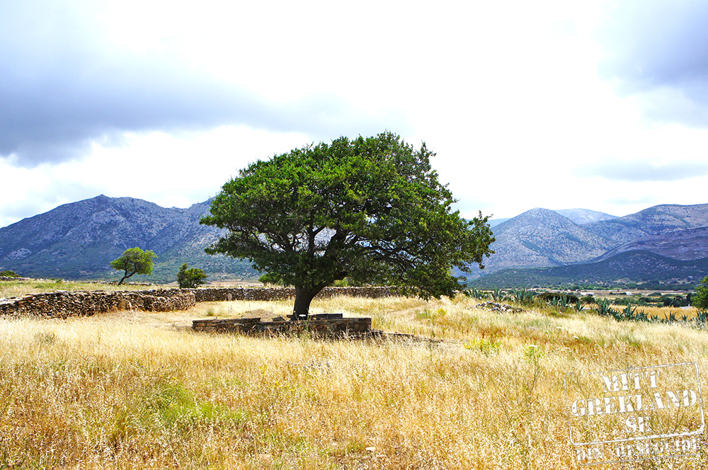 Träd Demetertempel Naxos